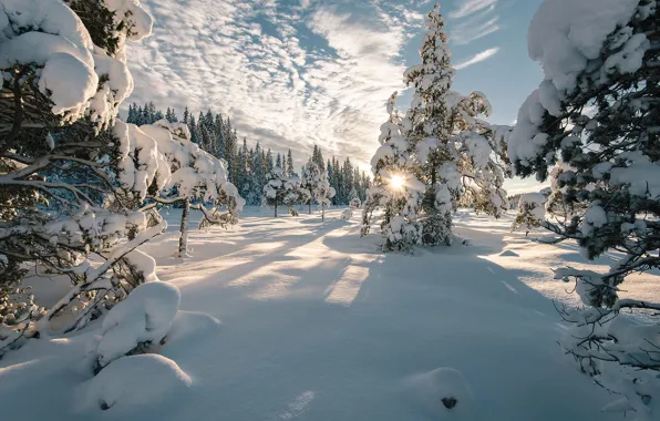 Winter, the sky, the sun, clouds, rays, snow, trees, landscape