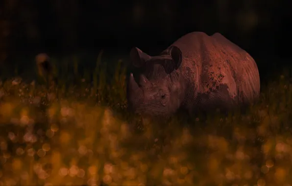 Nature, the dark background, Rhino, photoart