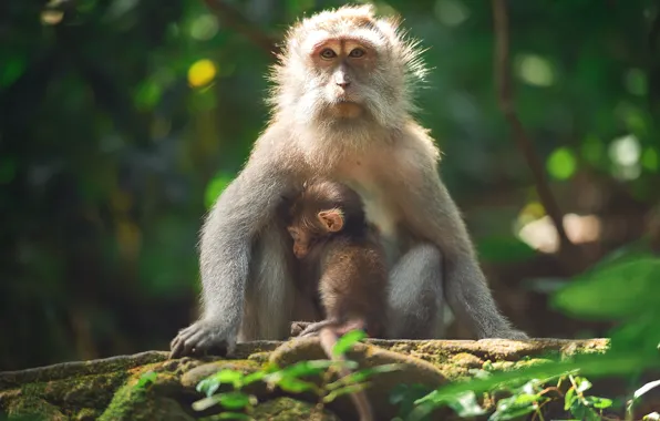 Picture branches, nature, Monkey, cub