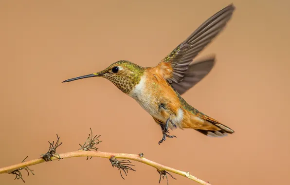 Picture bird, wings, beak, Buffy Hummingbird