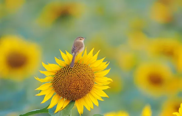 Summer, bird, sunflower
