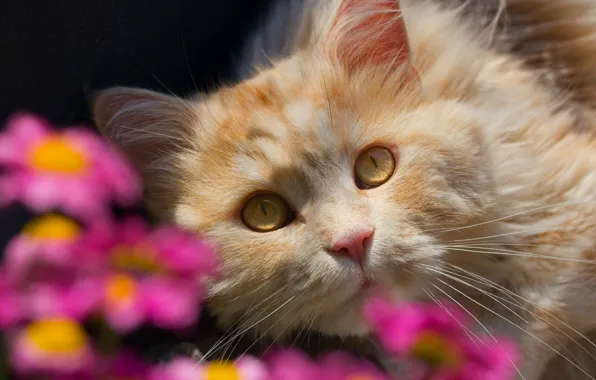 Cat, look, flowers, muzzle, bokeh, red cat