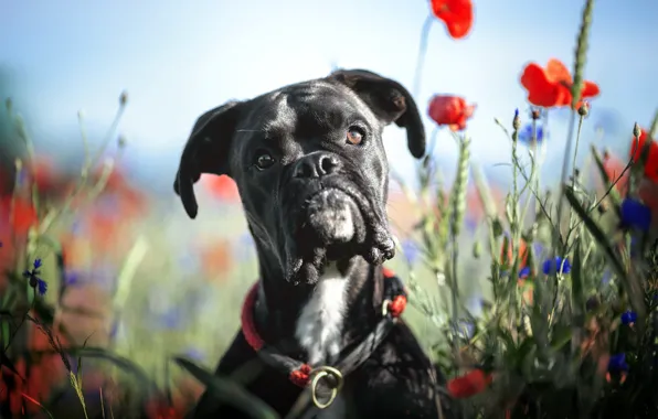 Picture nature, each, dog