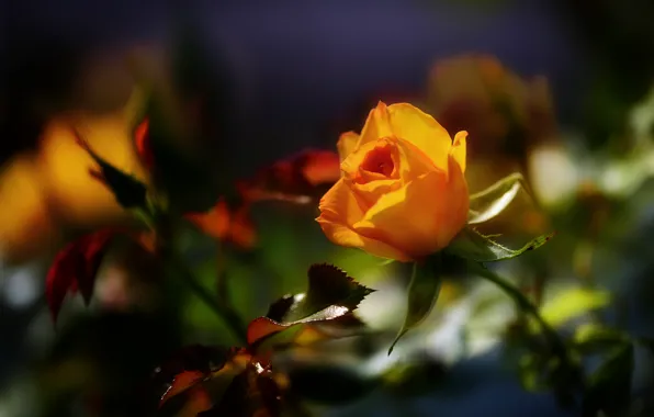 Flower, rose, orange, garden, yellow, bokeh