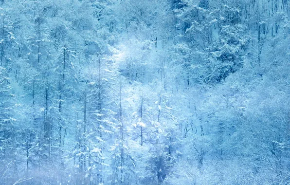Winter, frost, forest, light, snow, trees, branches, nature