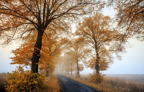 Picture Autumn, morning, foggy