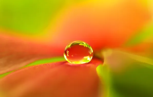 Flower, water, Rosa, leaf, drop
