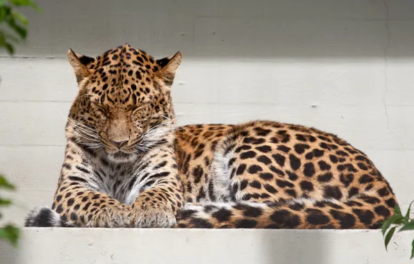 Cat, leopard, Amur