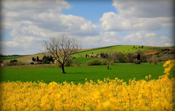 Field, the sky, trees, flowers, hills