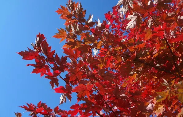 Autumn, the sky, leaves, branch, the crimson