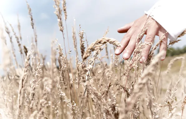 Picture field, the sky, grass, light, people, hand, fingers