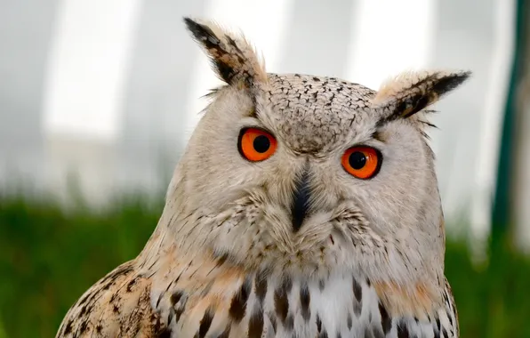 Eyes, look, owl, bird, ears, tail