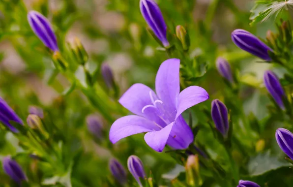 Purple, macro, bell, buds