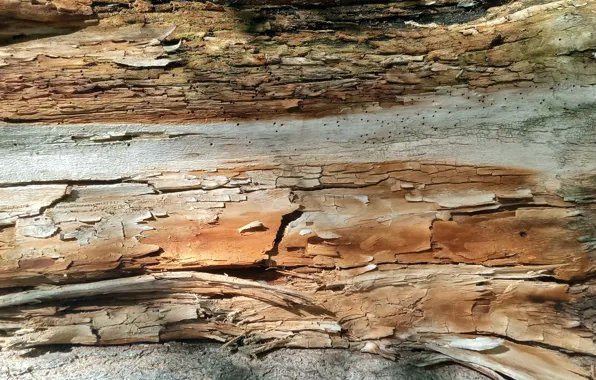 Abstraction, tree, wood texture, naturalism, wood texture