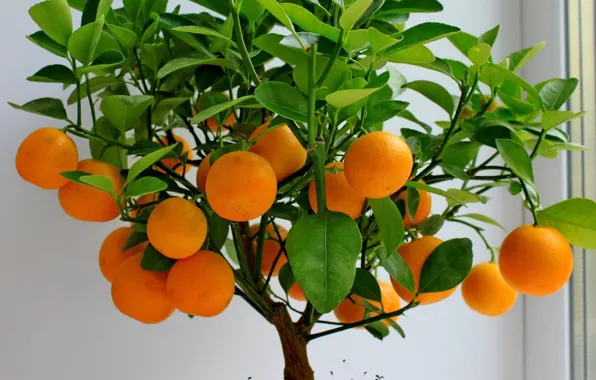 Greens, Tree, Leaves, Mandarin, Vitamins, Benefit