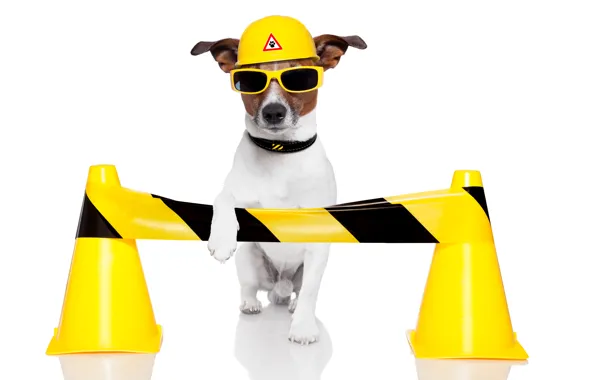 Dog, humor, yellow, glasses, white background, helmet, Jack Russell Terrier, traffic cones