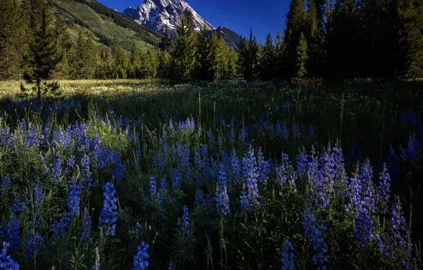 The sky, mountains, beauty, flowering, Grand Teton National Park