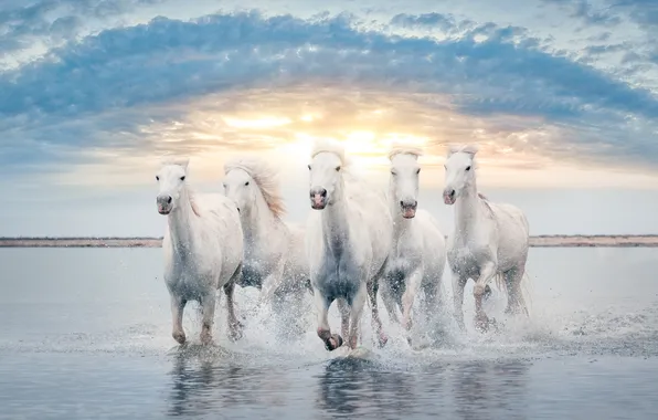 The sky, the sun, clouds, light, squirt, shore, horses, morning