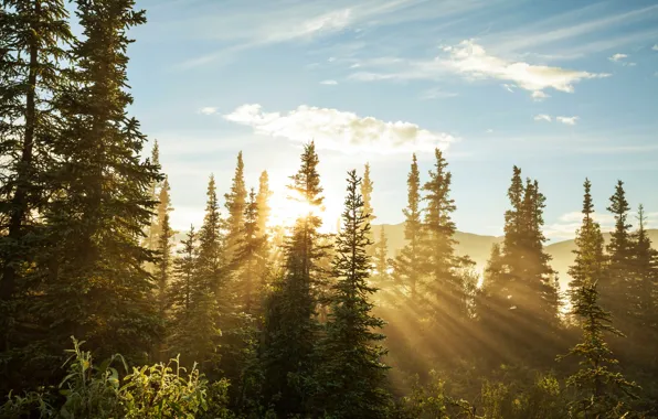 Forest, trees, ate, the rays of the sun