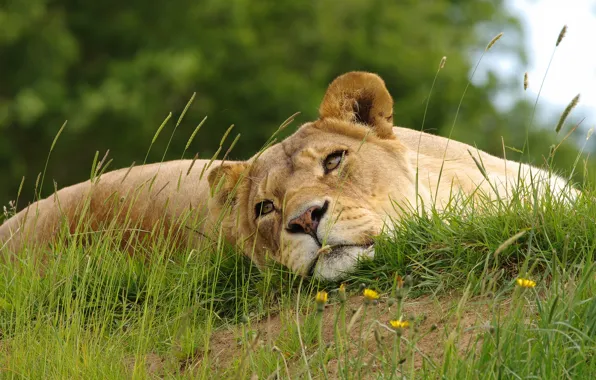 Grass, face, pose, hills, stay, lies, lioness