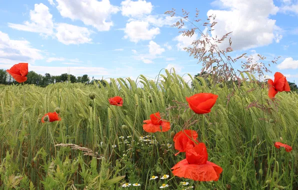 Field, summer, the sky, flowers, rye, Maki, chamomile, spikelets