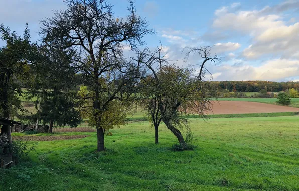 The sky, Clouds, Field, Grass, Trees, Summer, Landscape, The sky is blue