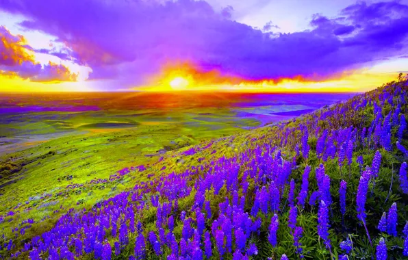 Picture the sky, clouds, flowers, valley, slope, glow