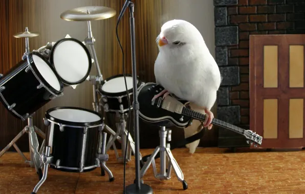 Music, white, animals, bird, parrot, band, nice