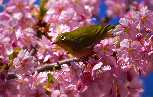 Picture trees, flowers, branches, bird, spring, Sakura, pink, bird