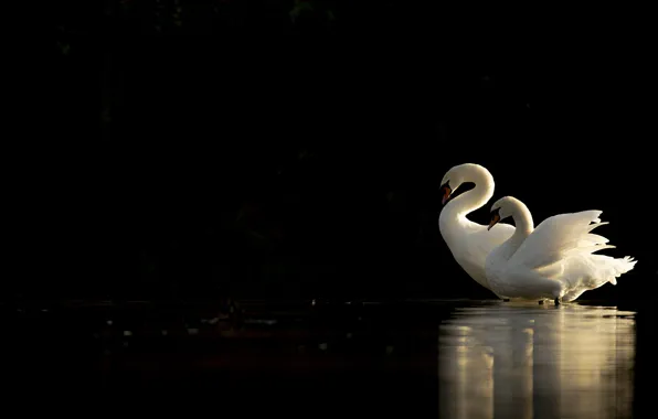 Light, birds, pair, white, black background, swans, pond, two swans