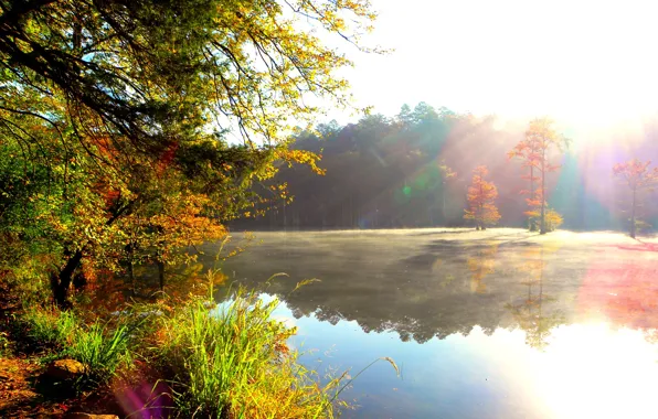 Picture forest, the sun, rays, nature, river, morning, haze, Bank