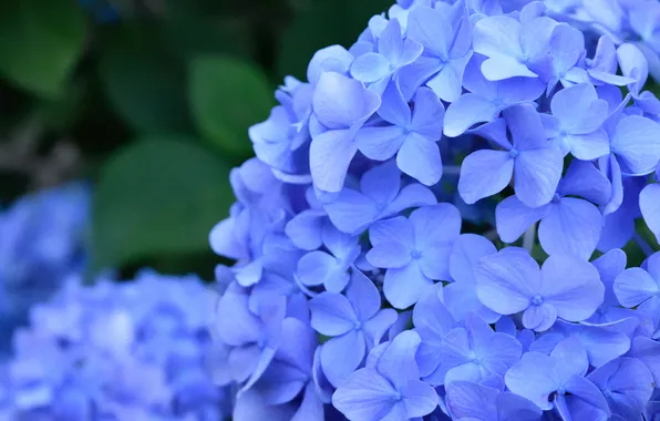 Macro, flowers, blue, inflorescence, lilac, hydrangea