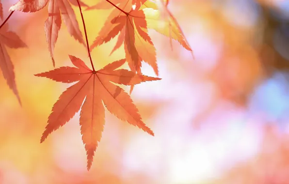 Leaves, branch, red, Japanese maple