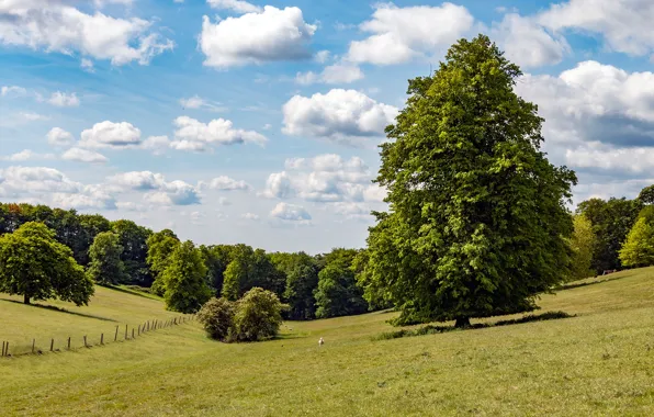 Picture field, England, trees, greens, Tylers Green, the sun, the sky, clouds