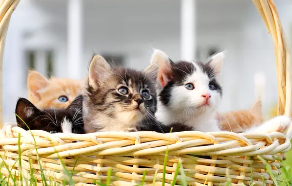 Picture animals, basket, kittens