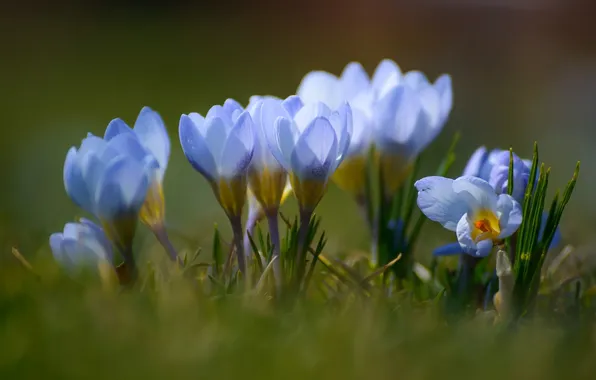 Blue, spring, Krokus, saffron