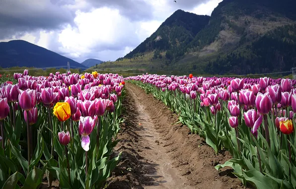 Field, landscape, mountains, tulips
