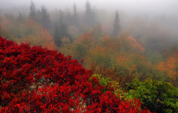 Autumn, trees, nature, fog