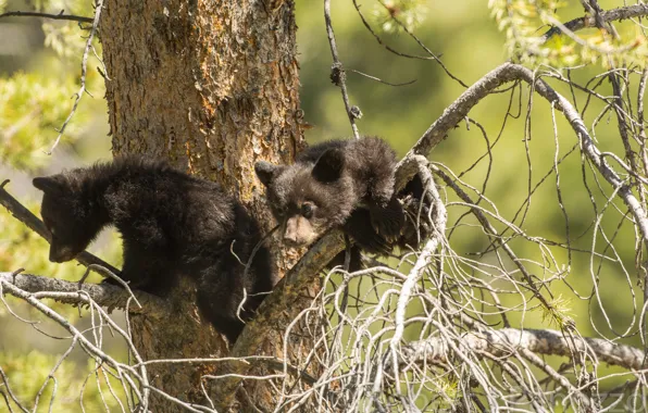 Picture tree, bears, a couple, on the tree, baribal