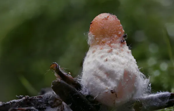 Background, mushroom, bokeh, Beat Buetikofer