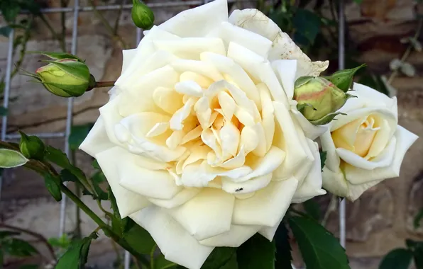 Rose, Buds, Rose, White rose, White rose