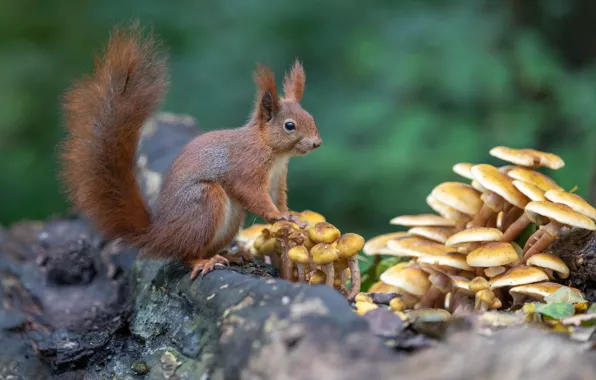 Picture forest, nature, pose, mushrooms, protein, rodent