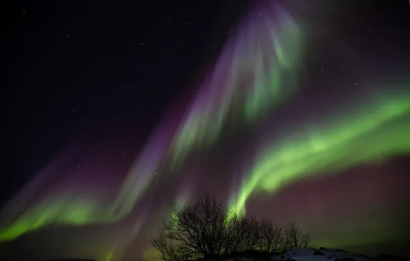 Stars, trees, night, Northern lights, Iceland