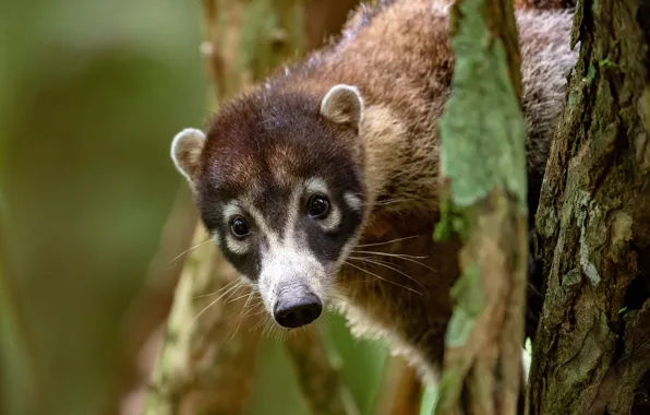 Look, face, background, tree, portrait, bark, coati, the coati