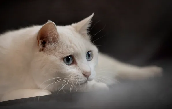 Cat, cat, look, pose, portrait, lies, white, blue eyes