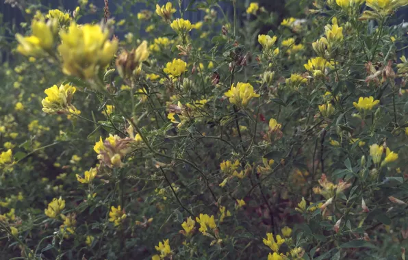 Mystery, wildflowers, summer evening, dramatic plot