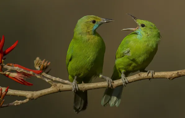 Birds, two, branch, green, pair, two birds, The deciduous birds of Jerdon, chloropsis