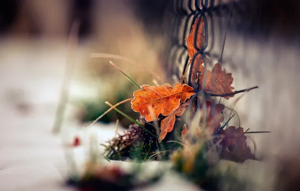 Picture winter, autumn, grass, leaves, macro, snow, mesh, foliage