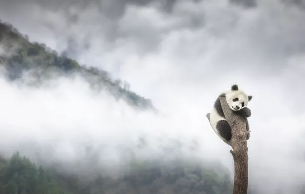 Forest, mountains, fog, tree, baby, bear, Panda, bear