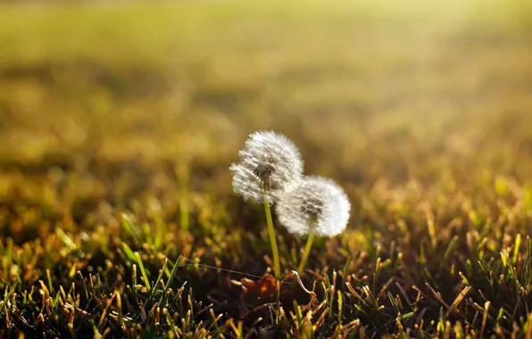 Summer, grass, dandelion